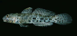 Image of Ornate goby