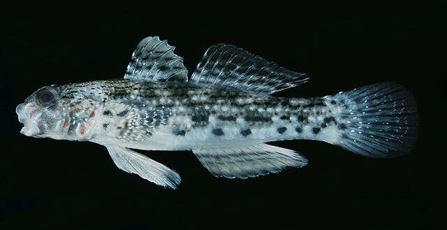 Image of Ornate goby