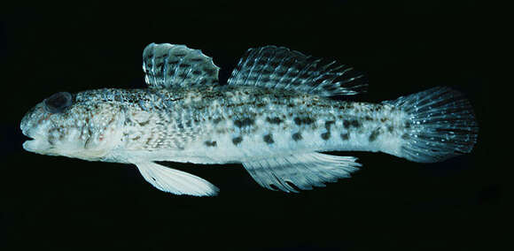 Image of Ornate goby