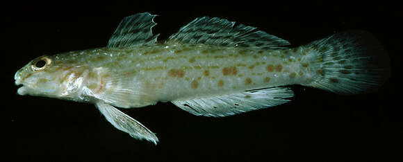 Image of Orangespotted goby