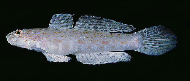 Image of Orangespotted goby