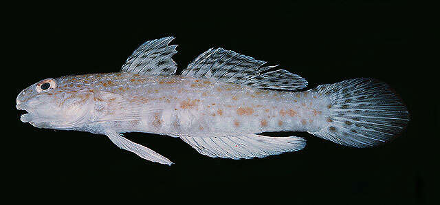 Image of Orangespotted goby