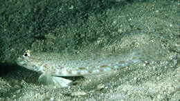 Image of Orangespotted goby