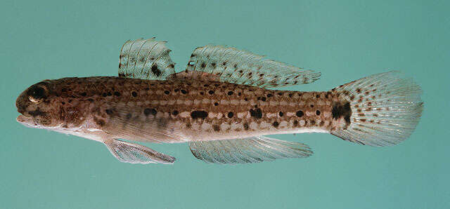 Image of Blackspotted sandgoby