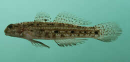 Image of Blackspotted sandgoby