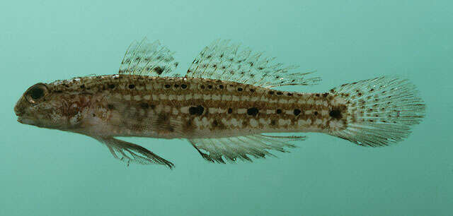 Image of Blackspotted sandgoby