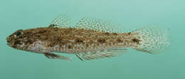 Image of Blackspotted sandgoby