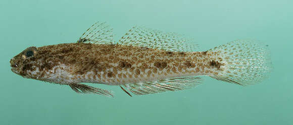 Image of Blackspotted sandgoby