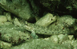 Image of Goldman&#39;s goby