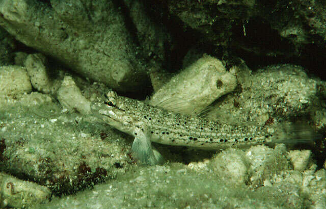 Image of Goldman&#39;s goby