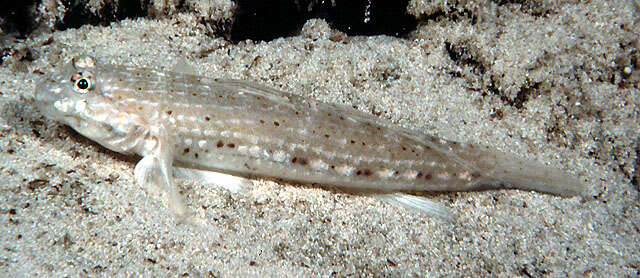 Image of Decorated goby