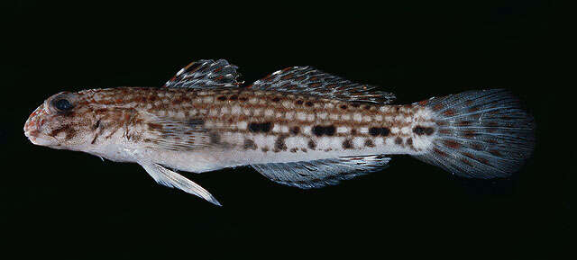 Image of Decorated goby