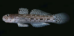 Image of Decorated goby