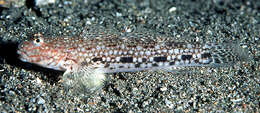 Image of Decorated goby