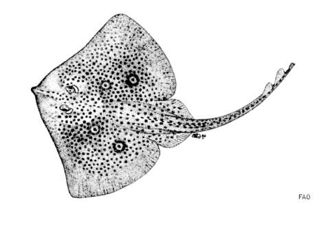 Image of Spotted Ray