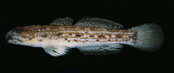 Image of Hoese&#39;s sandgoby