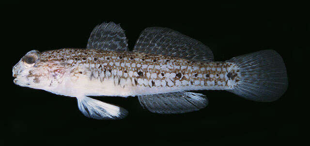 Image of Pearl goby