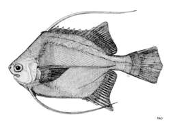 Image de Rhinoprenes pentanemus Munro 1964