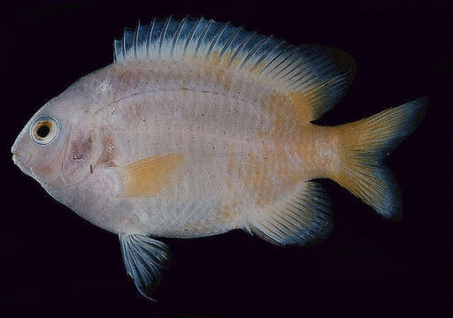 Image de Plectroglyphidodon fasciolatus (Ogilby 1889)