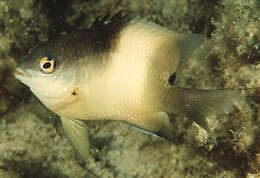 Image of dusky farmerfish