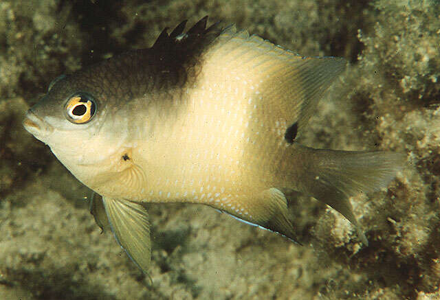 Image of dusky farmerfish