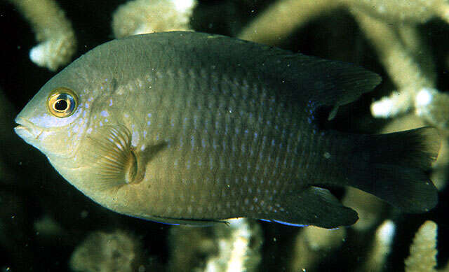 Image of dusky farmerfish