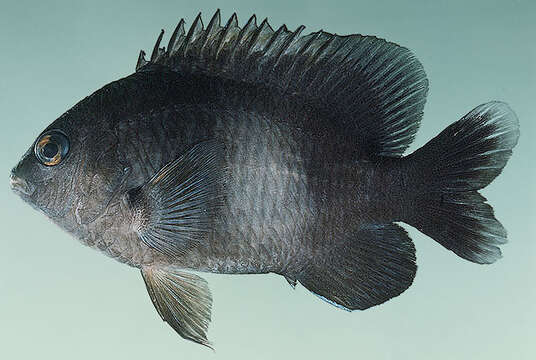 Image of dusky farmerfish