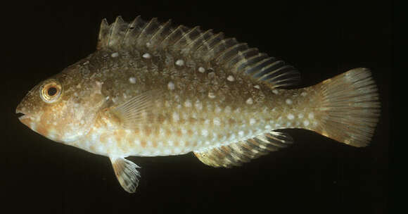 Image of Japanese Parrotfish