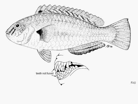 Image of Half-toothed parrot-fish