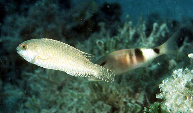 Image of Half-toothed parrot-fish