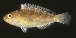 Image of Half-toothed parrot-fish