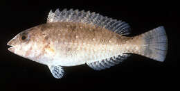 Image of Half-toothed parrot-fish