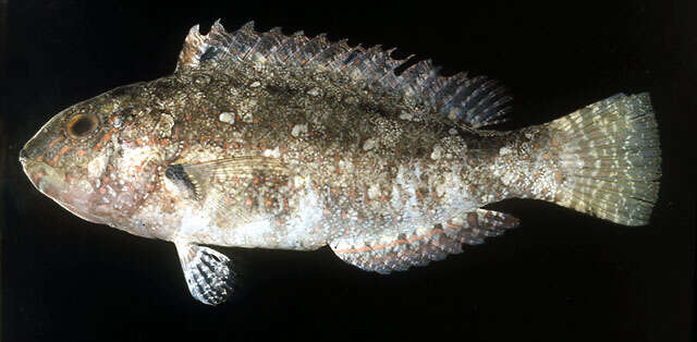 Image of Half-toothed parrot-fish