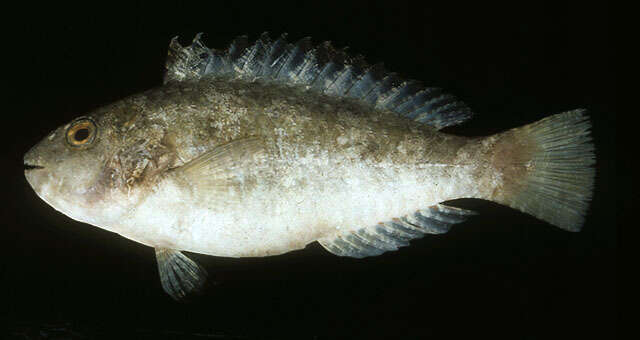 Image of Half-toothed parrot-fish