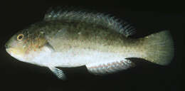 Image of Half-toothed parrot-fish