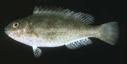 Image of Half-toothed parrot-fish