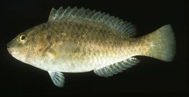 Image of Half-toothed parrot-fish