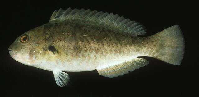 Image of Half-toothed parrot-fish