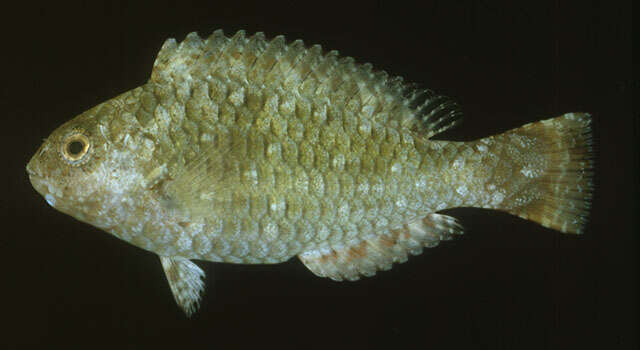 Image of Half-toothed parrot-fish