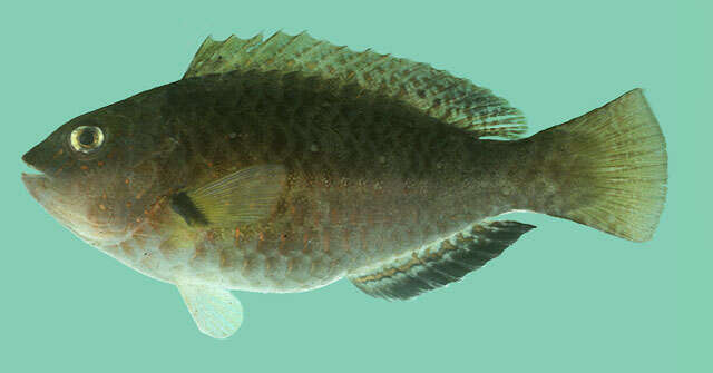Image of Half-toothed parrot-fish