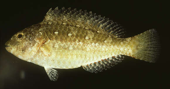 Image of Half-toothed parrot-fish