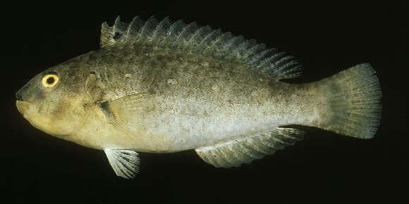 Image of Half-toothed parrot-fish