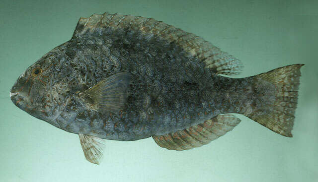 Image of Dotted Parrotfish