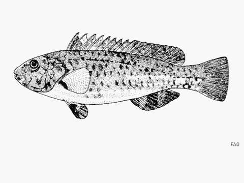 Image of Leptoscarus