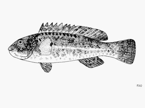 Image of Leptoscarus