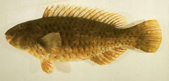 Image of Leptoscarus