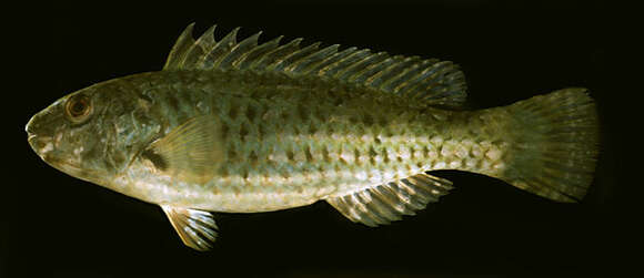 Image of Leptoscarus