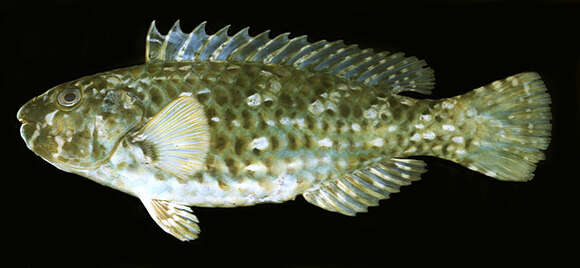 Image of Leptoscarus