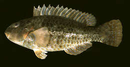 Image of Leptoscarus