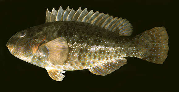 Image of Leptoscarus